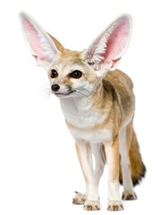 Obraz premium Fennec fox, alert stance, large ears, pale tan