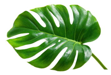 Close-up of a vibrant green monstera leaf.  Fresh, tropical foliage with prominent veins and a distinctive shape.  Water droplets accentuate the texture