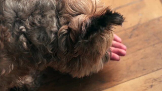 Yorkie Poo small furry dog eating a dog treat from a child's hand old hardwood maple floor day slow motion