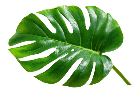 Close-up of a vibrant green monstera leaf.  Fresh, tropical foliage with prominent veins and a distinctive shape.  Water droplets accentuate the texture