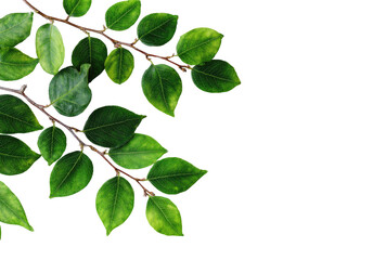 Fototapeta premium Close-up of lush green leaves and branches