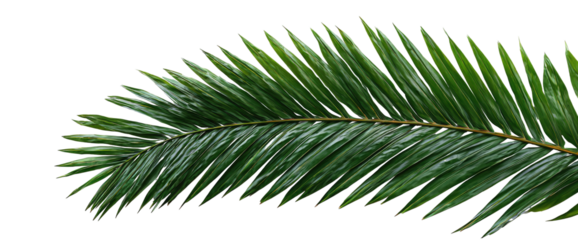Close-up of a palm frond