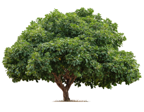 Full shot of a lush green tree, with a dense canopy of leaves. The trunk is broad and spreads out slightly near the base, while the leaves appear healthy and vibrant