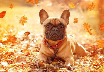 Cute French bulldog in beautiful autumn park