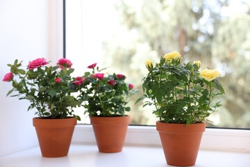 Beautiful potted rose flowers on window sill, closeup