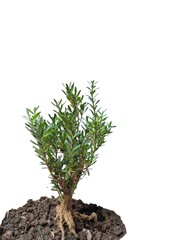 Young Plant with Exposed Roots