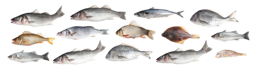 Different types of raw fish isolated on white, collage