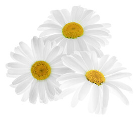 Fototapeta premium Beautiful fresh chamomile flowers isolated on white