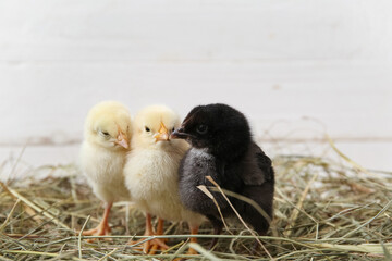 Nest with cute little chicks on white background