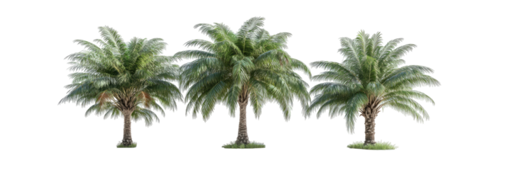 Three palm trees, light green foliage,  isolated on black