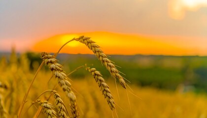 Golden wheat stalks at sunset