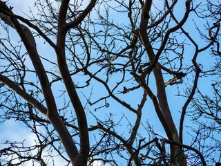 A photograph looking up at the dark silhouettes of bare tangled tree branches against a bright blue sky with wispy white clouds creating a natural abstract winter pattern
