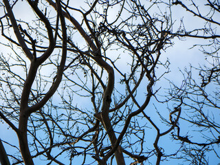 An intricate black and white style photograph of silhouetted bare tree branches reaching across a pale blue sky creating a complex and beautiful natural abstract background