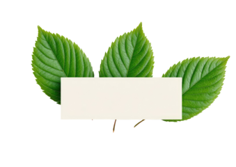 Three vibrant green leaves frame a blank rectangular area