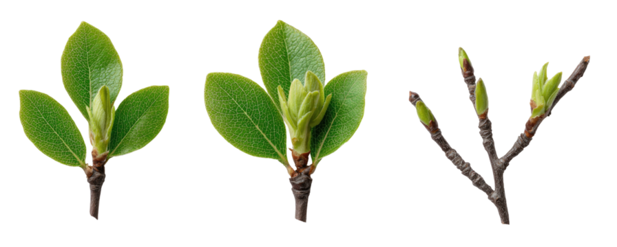 Stages of plant leaf development