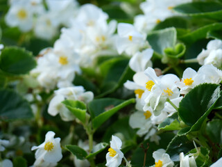 A beautiful close up photograph of a cluster of delicate white begonia flowers with yellow centers surrounded by lush deep green leaves in a garden setting