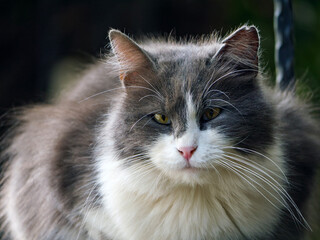 A beautiful long-haired grey and white cat with striking green eyes looking directly at the camera while sitting in the sun outdoors in a garden