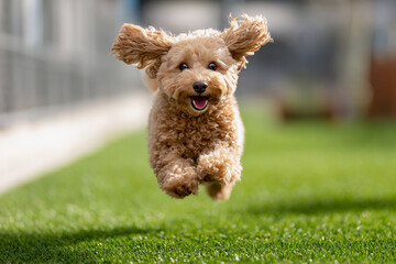 Toy Poodle mid-air while jumping on grass  
