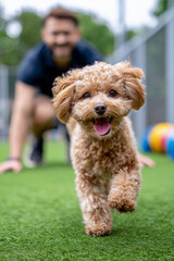 Toy Poodle running toward camera on grass with man in background  
