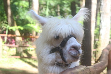Fluffy White Alpaca in Green Forest Farm Setting
