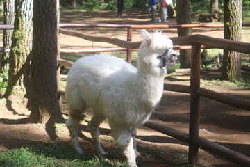 White Alpaca Standing Near Fence in Wooded Area