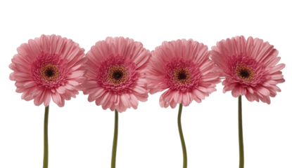Four  pale pink gerbera daisies in a row against a black background.  Each flower is centered, with a dark brown-center disc,  and  light pink  petals.  Stems are visible