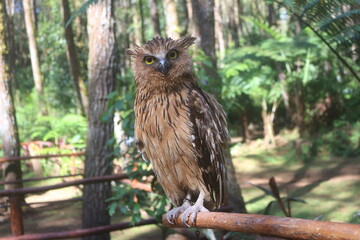 Brown Owl Perching on Branch in Sunny Forest Setting