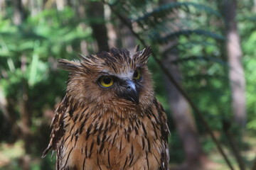 Brown Owl Portrait with Bright Yellow Eyes in Forest