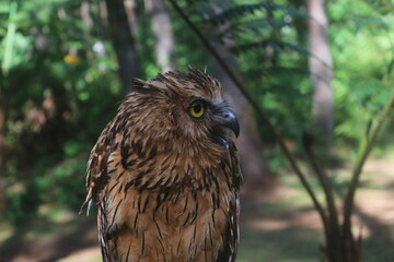Brown Owl with Striking Yellow Eyes Looking Left in Lush Forest