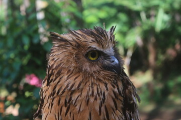 Brown Owl Profile with Yellow Eyes Looking Right Outdoors