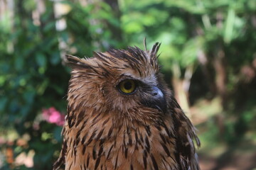 Brown Owl Close Up Profile in Natural Habitat