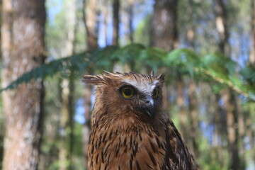 Brown Owl Looking Ahead in Forest with Green Foliage