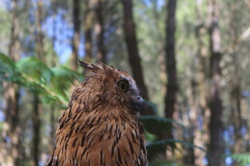 Brown Owl Looking Ahead in Forest Setting