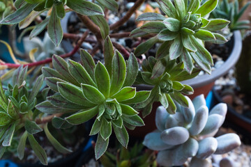 Colorful Mixed Succulent Plants in Pots – Echeveria, Aeonium, Sedum Jelly Beans in a Container Garden with Pebbles and Cactus, Close-Up of Textured Leaves and Vibrant Natural Colors