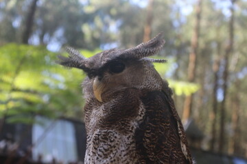 Brown Owl Portrait in Natural Outdoor Setting