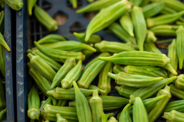 A large black plastic bin of organic Chinese bitter melons, Momordica Charantia, for sale at a...