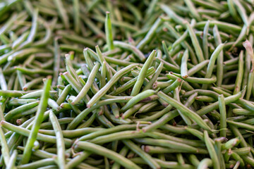 A bin of string beans, asparagus beans, or snap peas at a farmer's market for sale. The organic...