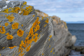 Front facing orange shale rock cliff.  There is moss and yellow lichen on the rock with signs of...