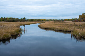 A tall, yellow, grassy, rural wetland with a river running through the center. The calm, pale blue water reflects the sky. The sky is cloudy blue. The edge of the swampy land is tall evergreen trees. 