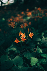 キツネノカミソリ