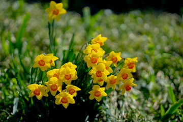 Narcissus flower in bloom. Spring flowers. Narcissus blossoms. Narcissus flowers in a garden. Close-up of a blooming narcissus. Blossoms spring background.