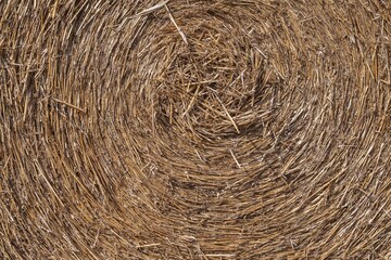 Dry straw stems close-up. Natural hay texture background with golden stalks, ideal for eco, harvest, rural and agriculture concepts. Rustic organic detail for natural design.