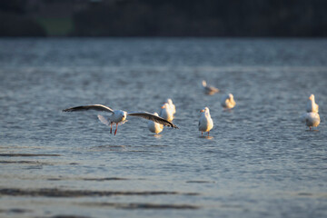 Silver Gull (Chroicocephalus novaehollandiae), Narooma, NSW, April 2025