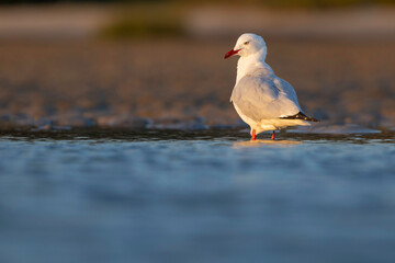 Silver Gull (Chroicocephalus novaehollandiae), Narooma, NSW, April 2025