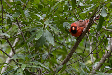 Cardinal in wax myrtle