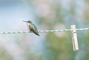 Adorable hummingbird perched on clothesline near clothes pin with blurred background