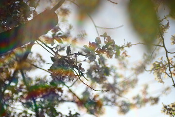 Cherry blossoms with rainbow light bokeh in spring