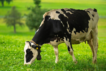 Cow in fields. Cattle ranch. Sunny meadow with grazing cow. Herd of cows on a grassy meadow. Cattle in nature. Pastures with cow. Rural livestock. Grazing cow. Dairy farming.