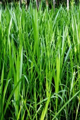 The kolonjono grass, buffalo grass, para grass, brachiaria mutica or urochloa mutica with green leaves that grow well in wet soil and are used as animal feed because of their soft and crunchy texture