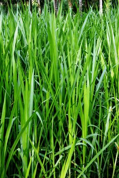 The kolonjono grass, buffalo grass, para grass, brachiaria mutica or urochloa mutica with green leaves that grow well in wet soil and are used as animal feed because of their soft and crunchy texture